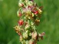 common sorrel
